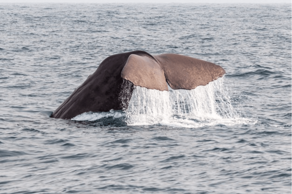Prehistoria: Profundidades del mar Especies Marinas